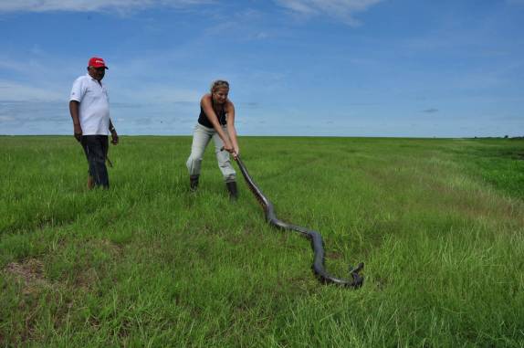 A Ana mostra que não tem medo de sucuri no Hato El Cedral, na região dos llanos venezuelanos, perto da cidade de Mantecal